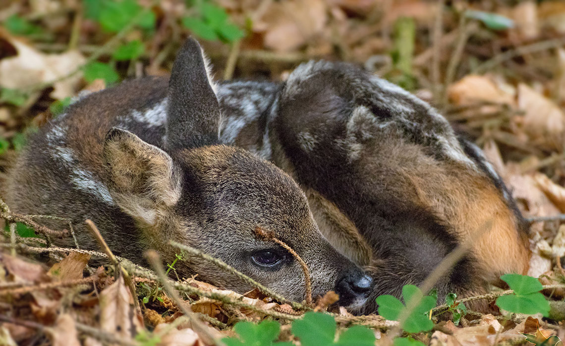 Die mögen nicht pflanzen rehe Rehe im